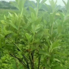 杜鹃苗