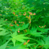 小叶鸡爪槭小苗