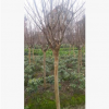 基地直销各种规格工程绿化 红火箭紫薇树品种齐全大量供应