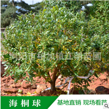 海桐球 海桐各类绿植 工程庭院绿化 四季常青海桐花 基地直发
