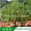 海桐球 海桐各类绿植 工程庭院绿化 四季常青海桐花 基地直发