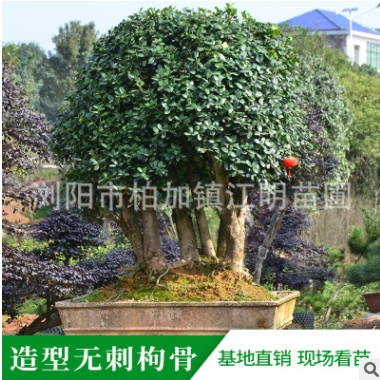 精品无刺枸骨盆景 无刺枸骨露地造型树 工程绿化树 庭院摆放盆景