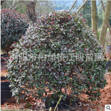 红叶石楠球 园林工程绿化 四季常青庭院绿化篱笆 各种规格