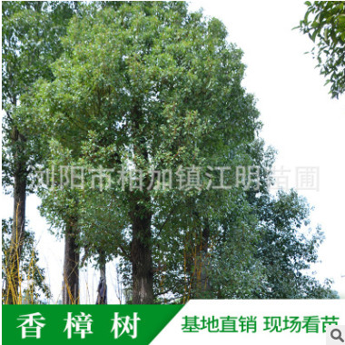 造型香樟 规格齐全大量供应 基地直销 园林景观树