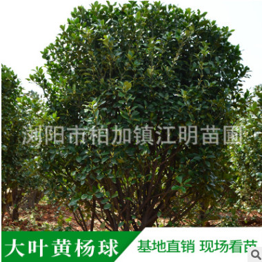 大叶黄杨球 各种规格 品种齐全 园林工程绿化苗木 基地直发