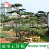 园林景观 造型五针松 树形优美 现场选树 基地直销
