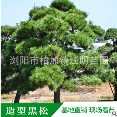 造型黑松 四季常绿 园林绿化 工程常用迎客松 指导栽植管理景松