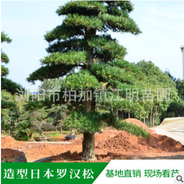 造型日本罗汉松 庭院 别墅 公司景观 土球好 冠幅好 成活率高