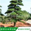 造型日本罗汉松 庭院 别墅 公司景观 土球好 冠幅好 成活率高