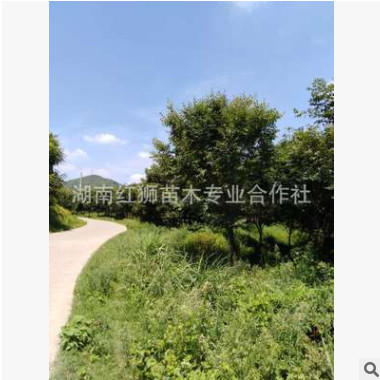 专业种植供应各种规格绿化工程大榉树 榉树 湖南苗木基地直售