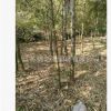 龟甲竹苗批发园林竹子植物 工程绿化 罗汉竹庭院景观龟背竹盆景