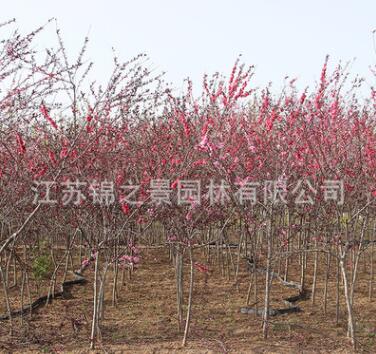 红叶碧桃树苗批发紫叶碧桃工程绿化苗木行道风景树红叶碧桃