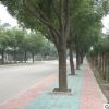 香樟树苗批发工程绿化樟树苗色块绿篱行道点缀香樟造型树