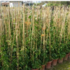 藤本植物盆栽炮仗花 庭院垂直绿化攀援花木