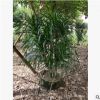 大型绿植盆栽造型龙血树高250-300cm步步高基地直销