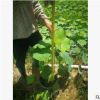 水生植物荷花高50-80cm盆苗基地直销