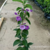棚架墙体绿化紫花盆栽蒜香藤 园林攀援苗木批发