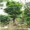 厂家直销盆栽和顺树 批发多种规格大型常绿苗木鹅肾木