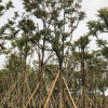 中山苗木基地供应 麻楝 各种规格袋苗