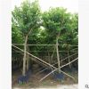 中山花木基地供应 宫粉紫荆 袋苗 市政苗木