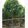 苗圃直销苹婆 大型易种植观叶苗木富贵子