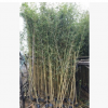 庭园绿篱植物黄金竹 例植群植皆可观赏竹子