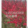 花桃 各种规格 品种齐全 红叶碧桃 基地直销 量多优惠