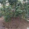 工程绿化栾树苗批发 胸径1-10公分国庆花苗木树苗 庭院风景栾树