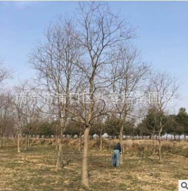 南京乌桕基地 15公分乌桕树 丛生乌桕树大量供应