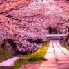 日本樱花