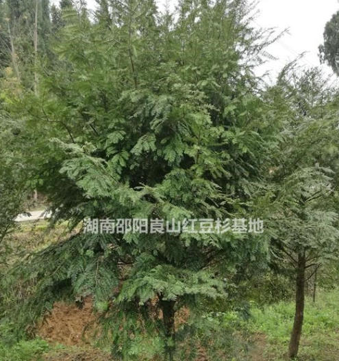 红豆杉大树 大红豆杉 湖南红豆杉