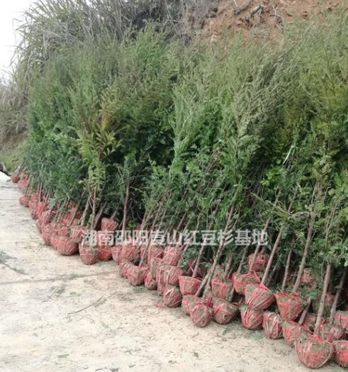 湖南红豆杉苗 南方红豆杉