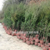湖南红豆杉苗 南方红豆杉