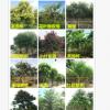 桂花　高1－1.5米　袋苗　芳香植物　景观苗木　庭院树　园林工程