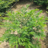 孤植丛植皆朱缨花 观赏花卉红绒球