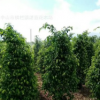 垂榕柱 高150-160厘米 绿篱植物中山2018年灌木最新报价