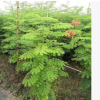 洋金凤高120-130cm灌纵金凤花袋苗中山基地批发