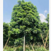 秋枫25-30cm移植苗四季常绿风景树楼盘苗木中山基地直销