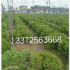 龙柏球萧山 小龙柏色块桧柏塔柏 蜀桧工程绿化 市政园林家庭绿化