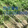 基地农户直销 西府海棠 基地直销 各种海棠 萧山