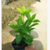 基地直销软枝黄婵