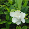 栀子花 小袋苗 白婵 中山苗木基地批发