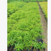金婵 观花花卉 基地批发