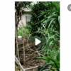 供应高速公路工程 铁路工程——夹竹桃及各类绿化 粉花夹竹桃