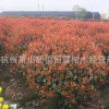 红叶石楠球 红叶石楠毛球 红叶石楠篱笆 红叶石楠柱红叶石楠球