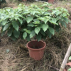 粉萼花又名粉叶金花孤植例植片植歉可 四季开花