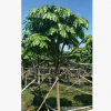 无忧树　火焰花　四季常绿　多花　庭园风景树　楼盘苗木　报价