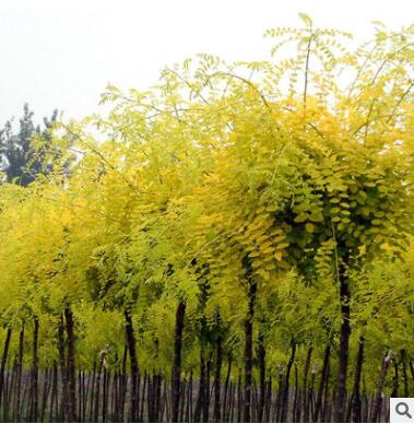 能俊苗圃槐树批发 15-20-25槐树 量大优惠货源足槐树