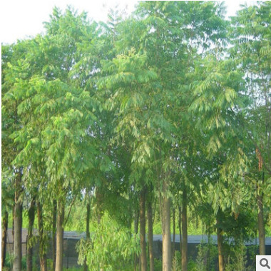 基地直销优质枫杨 品种规格齐全 全冠栽培 树形优美 量大优惠