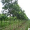 基地批发国槐小苗 金枝国槐 规格齐全工程绿化苗 速生国槐